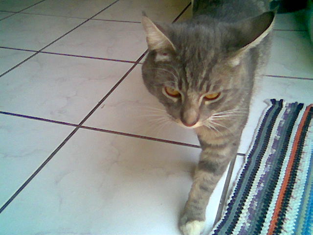 Forum Image: http://lh4.ggpht.com/_SdF0uuk3iUc/SQ5Oh0omaiI/AAAAAAAABP4/XANAGK7gQGc/s800/Rawr.jpg