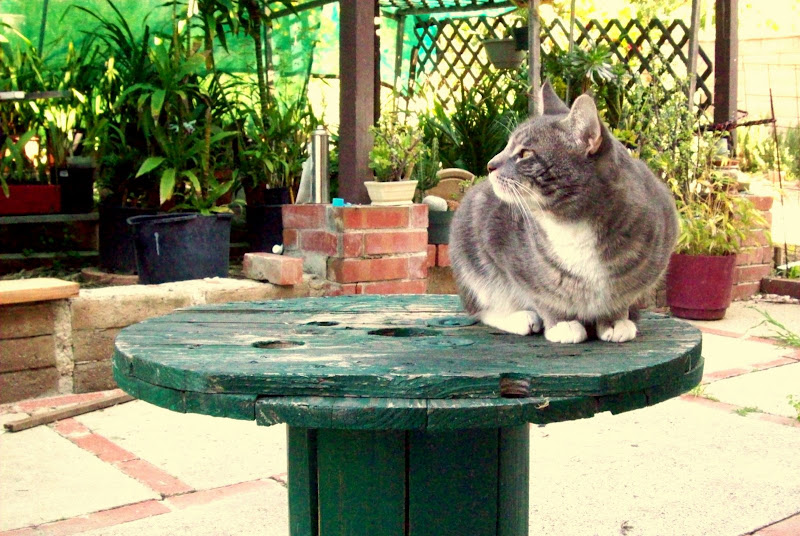 Forum Image: http://lh4.ggpht.com/_SdF0uuk3iUc/SbSqi-lAZjI/AAAAAAAABvo/JCejpIvirbE/s800/Picture%20119.jpg