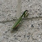 Praying Mantis