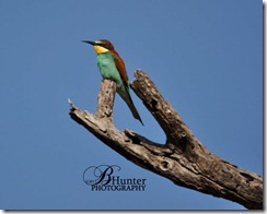 Euro-bee-eater Euro-bee-eater