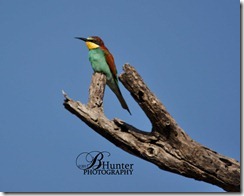 Euro-bee-eater