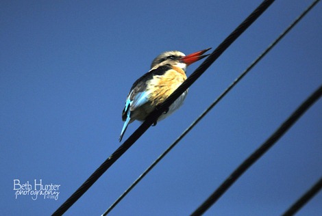 malachite-Kingfisher