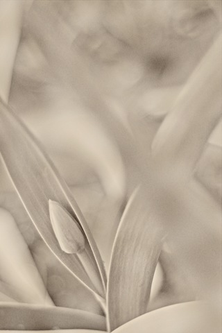 [tulip[4].jpg]