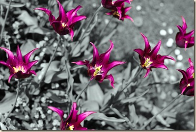 cluj-botanical-garden-tulips-3