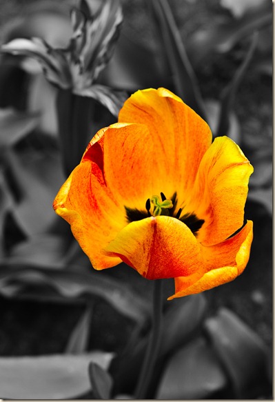 Cluj-Napoca-botanical-garden-orange-tulip