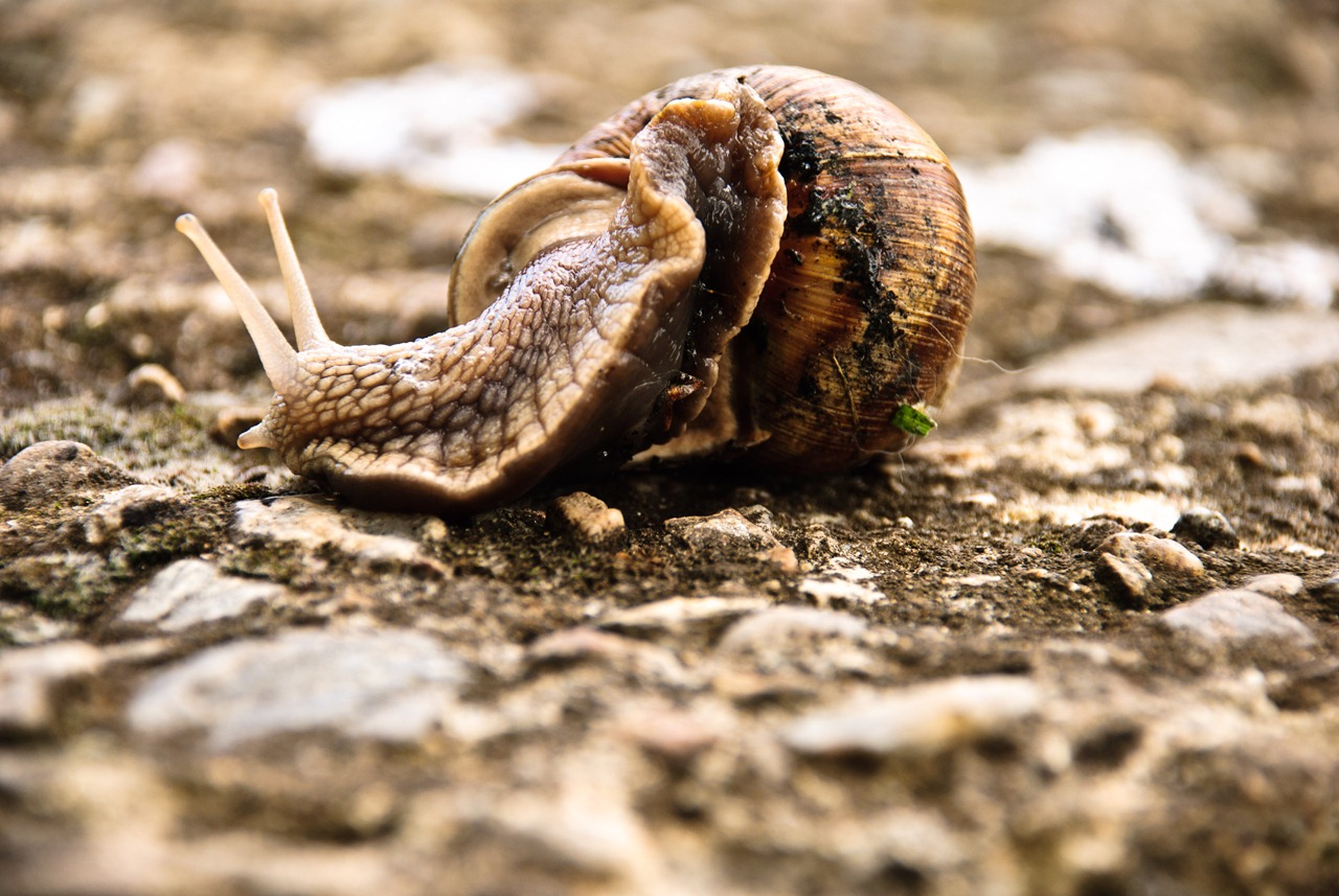 [crawl-snail-4[3].jpg]