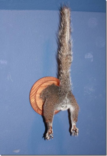 Squirrel Ass 42