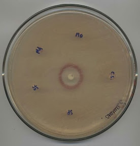 Test de potentiel antibiotique réalisé sur gélose avec disque. La surface de toute la gélose est inoculée de bactéries (S. aureus) et différents antibiotiques sont administrés dans des disques absorbants. Lorsque l'antibiotique est efficace, un halo de mortalité bactérienne se forme autour du disque. Test de potentiel antibiotique réalisé sur gélose avec disques
