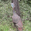 Florida Wild Turkey (