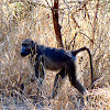 Chacma (Cape) Baboon