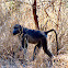 Chacma (Cape) Baboon