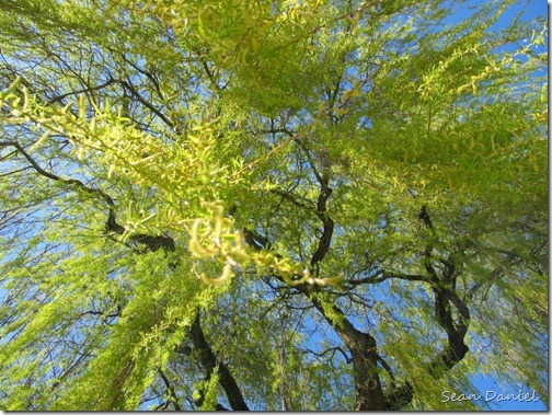 Looking Up at a Willow