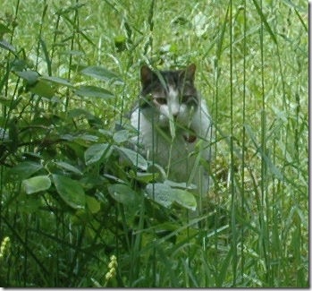 Willie in the grass2