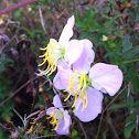 Pale meadow beauty