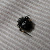 Black Orb Spider