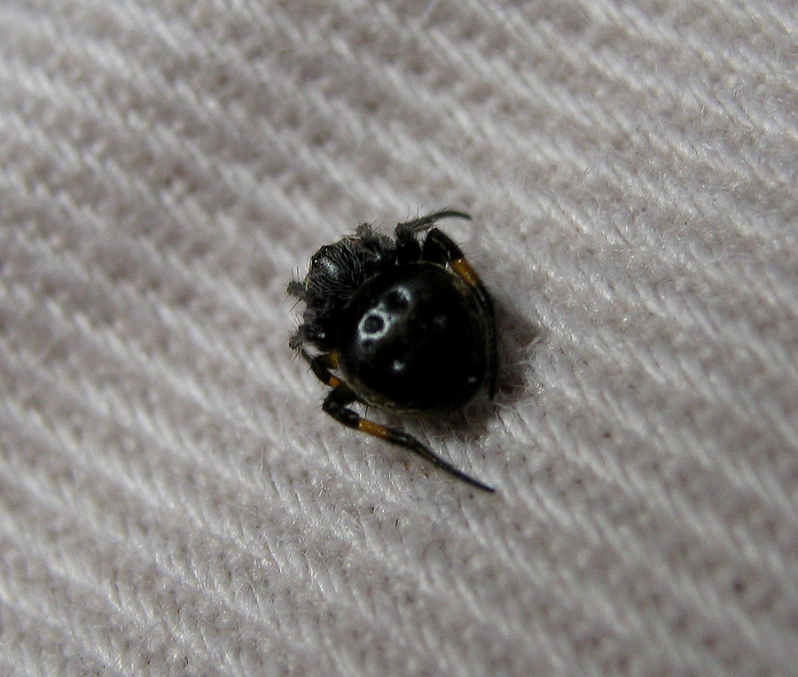 Black Orb Spider