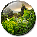 Jungle Live Wallpaper mobile app icon