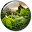 Jungle Live Wallpaper Download on Windows