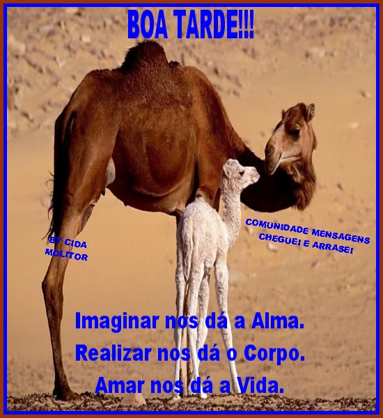 CAMELOBT.jpg