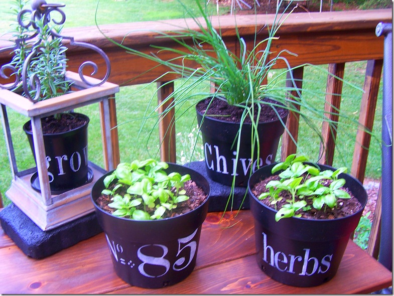 Flower Pots with Chives 020