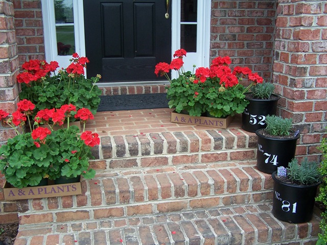 [Geraniums 2010 001[3].jpg]