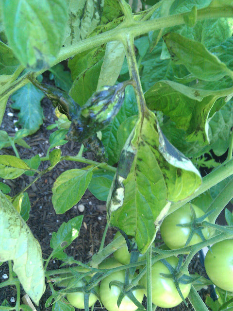 leaves turning black on tomato plants?? (with pics) • HelpfulGardener ...