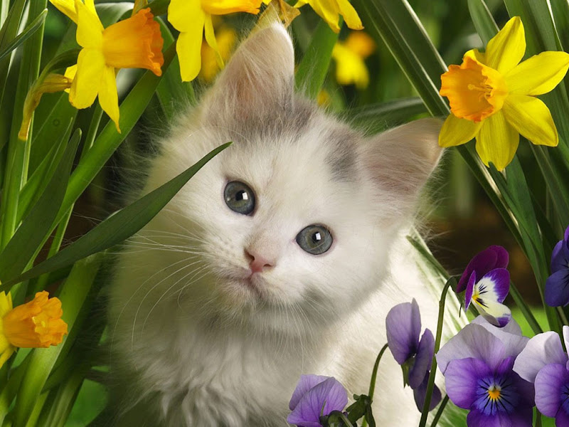 gatinho%20com%20flores%20ruthhelena.jpg