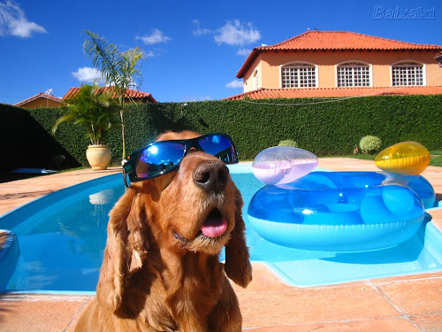 cachorro%20na%20piscina%20ruthhelena.jpg