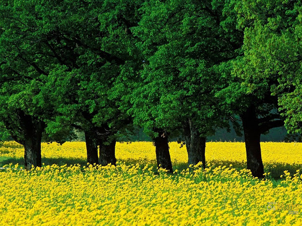 arvores%20campo%20amarelo%20ruthhelena.j