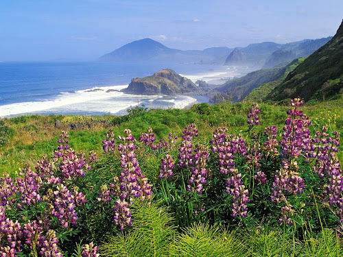 mar%20e%20flores%20lindo.jpg