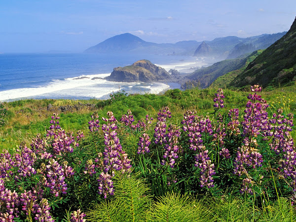 mar%20e%20flores%20lindo.jpg