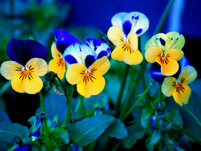 florzinhas%20lindas%20ruth.jpg