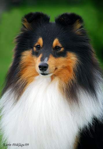 juuli09freddyhead2.jpg
