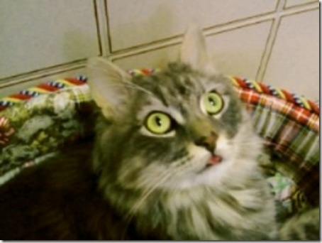 Romeo Linguaggio2