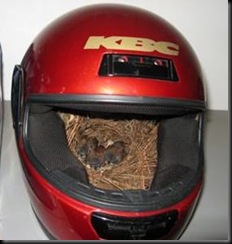 helmet nest