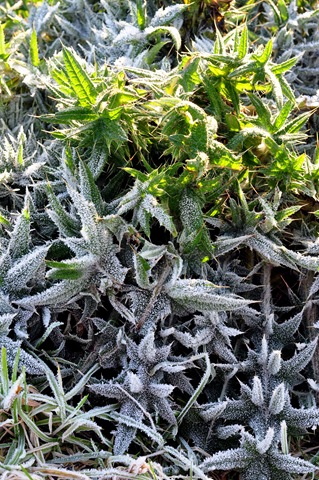 [frost melting on plant[9].jpg]