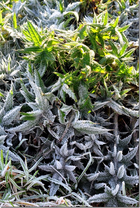 frost melting on plant