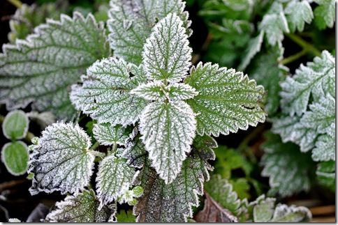 frost covered nettle