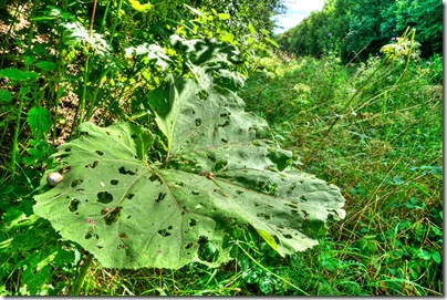 large leaf attacked by snails copy
