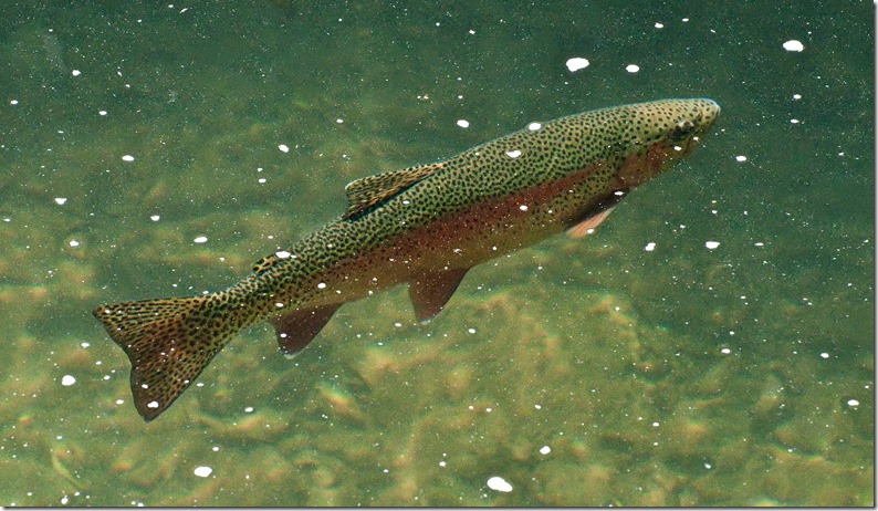 trout swiming in the clear water of the river wye in Miller's Dale Derbyshire