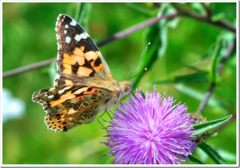 painted lady butterfly feeding