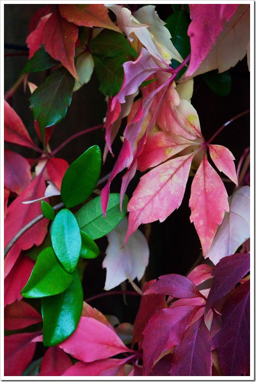 evergreen leaves and leaves turning red