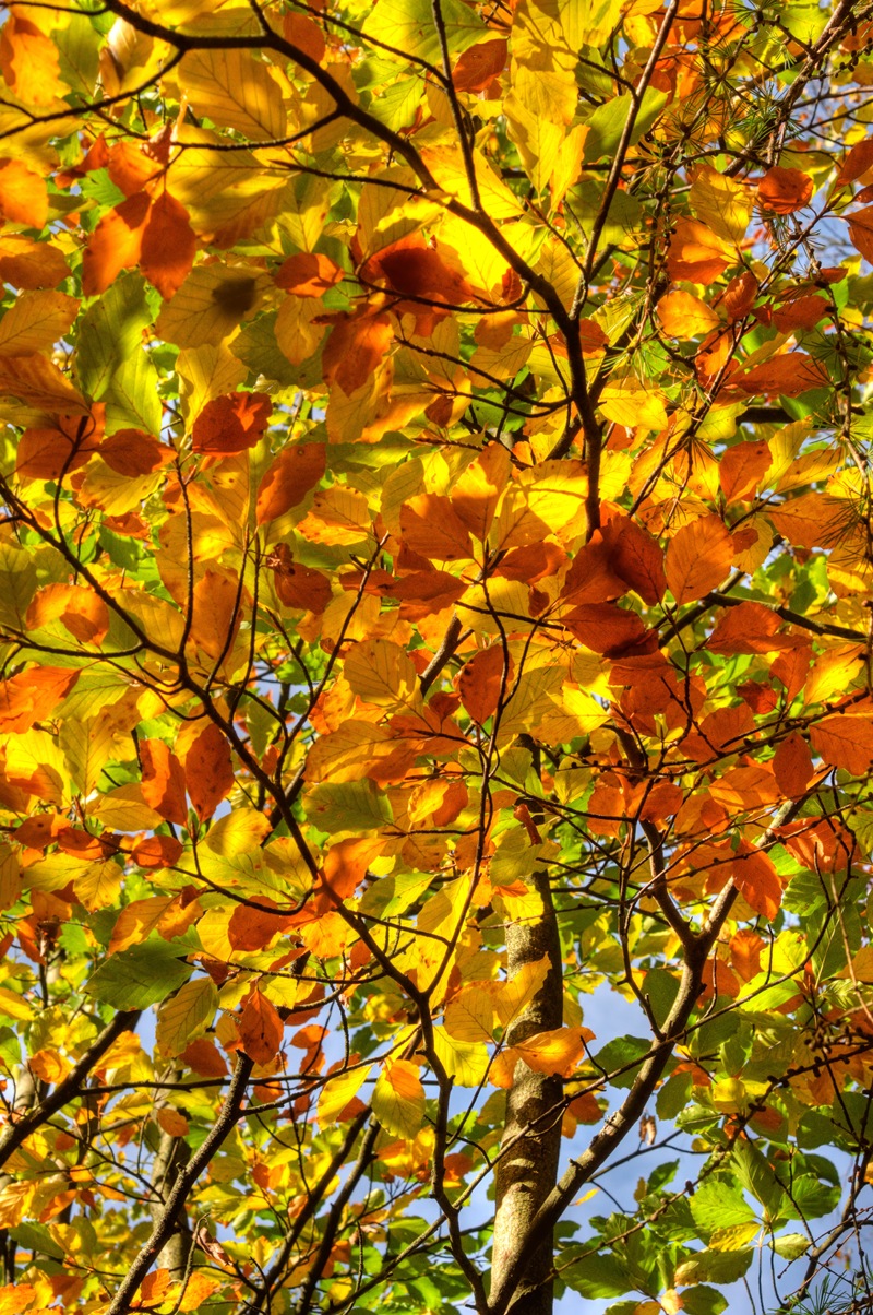 [autumn tree[5].jpg]