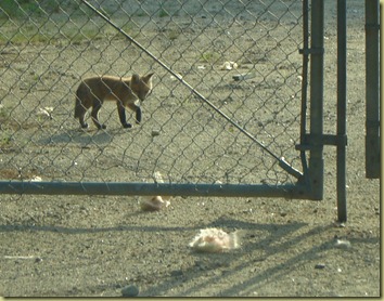 baby fox on Mayall road3