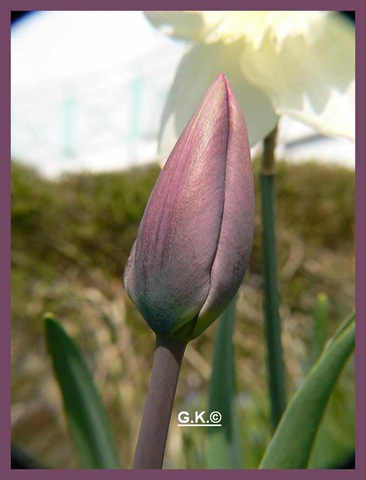 [Tulpe lila.jpg]