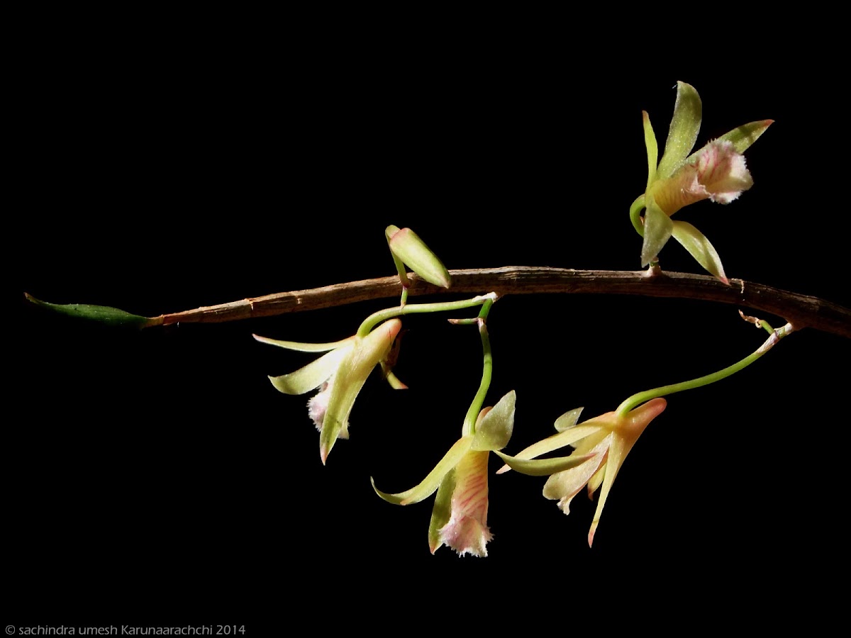 Dendrobium macrostachyum