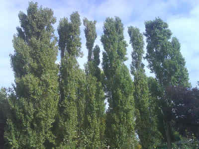 Populus nigra italica