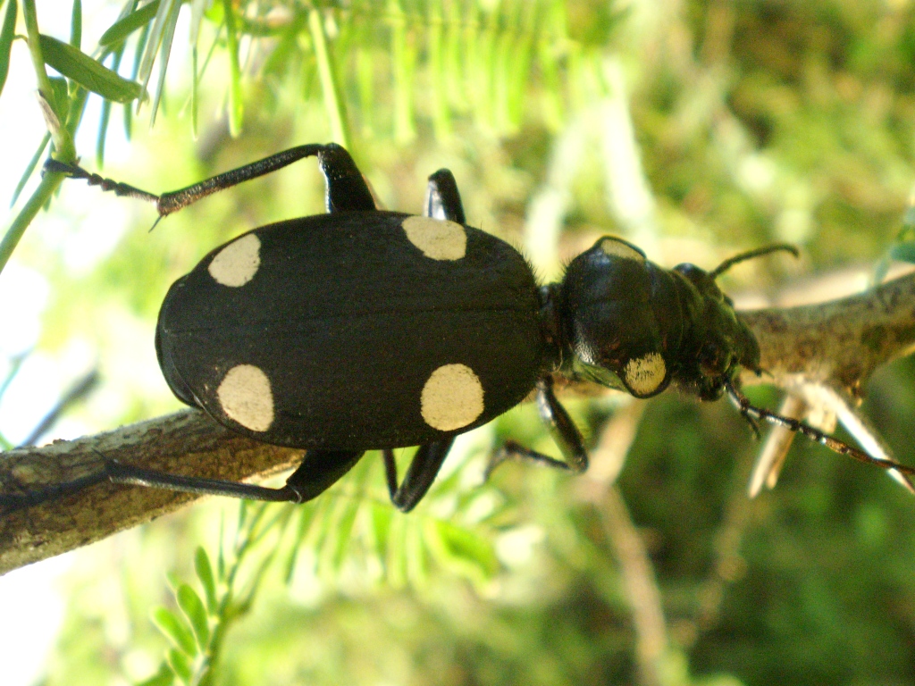 Six-spot ground Beetle