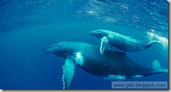 Whales_ROW831086092