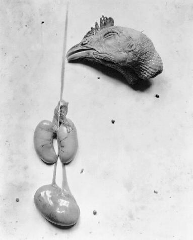 Frederick Sommer 